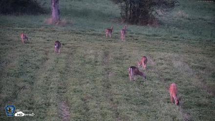 Pennsylvania Elk Live Webcam - Sep 4, 2026, 7:59pm EDT