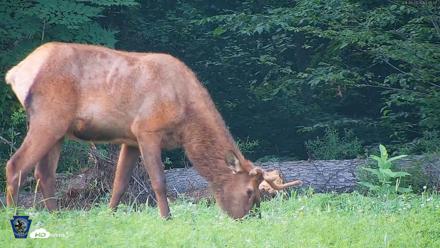 Pennsylvania Elk Live Webcam - Aug 8, 2026, 5:46pm EDT