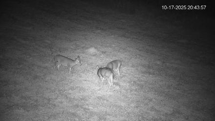 Pennsylvania Elk Live Webcam - Oct 17, 2025, 8:44pm EDT