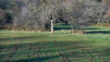 Pennsylvania Elk Live Webcam - Oct 16, 2025, 5:28pm EDT