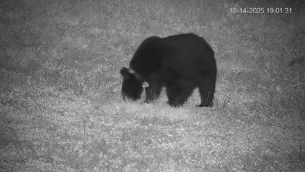 Pennsylvania Elk Live Webcam - Oct 14, 2025, 7:02pm EDT