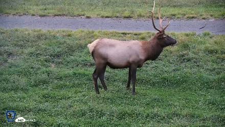 Pennsylvania Elk Live Webcam - Sep 9, 2026, 7:37pm EDT