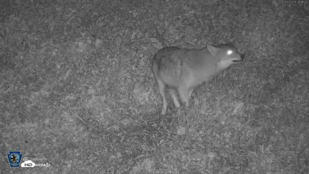 Pennsylvania Elk Live Webcam - Sep 3, 2026, 9:12pm EDT