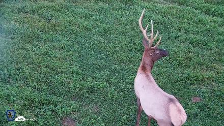 Pennsylvania Elk Live Webcam - Sep 6, 2026, 7:40pm EDT