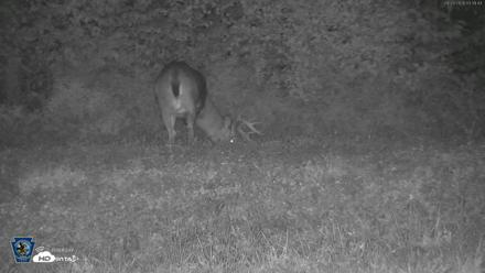Pennsylvania Elk Live Webcam - Sep 29, 2026, 3:40am EDT