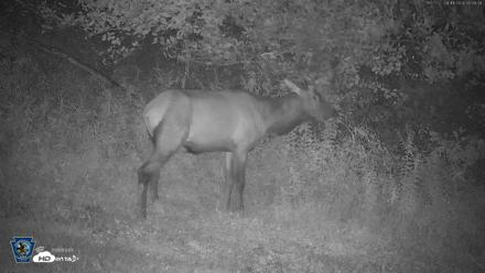 Pennsylvania Elk Live Webcam - Aug 11, 2026, 5:09am EDT