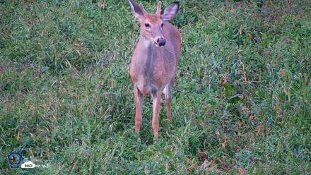 Pennsylvania Elk Live Webcam - Sep 8, 2026, 6:39pm EDT
