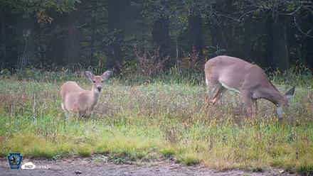 Pennsylvania Elk Live Webcam - Oct 1, 2026, 6:17pm EDT