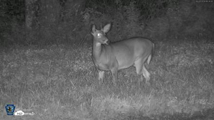 Pennsylvania Elk Live Webcam - Oct 3, 2026, 7:29pm EDT