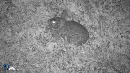 Pennsylvania Elk Live Webcam - Oct 1, 2026, 7:21pm EDT