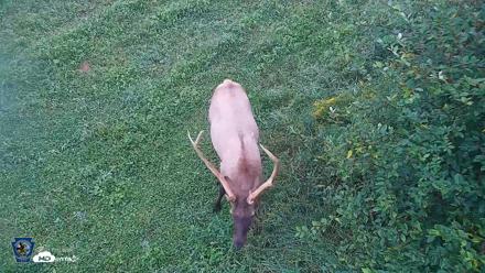 Pennsylvania Elk Live Webcam - Sep 7, 2026, 6:51am EDT