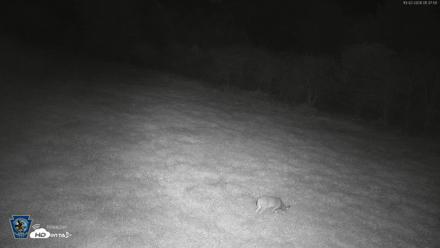 Pennsylvania Elk Live Webcam - Oct 2, 2026, 1:38am EDT