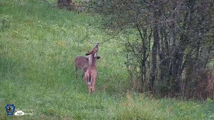 Pennsylvania Elk Live Webcam - Sep 28, 2026, 6:44pm EDT