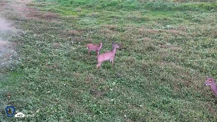 Pennsylvania Elk Live Webcam - Oct 1, 2026, 5:41pm EDT