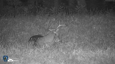 Pennsylvania Elk Live Webcam - Sep 29, 2026, 4:53am EDT