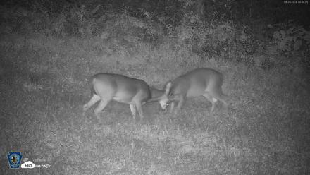 Pennsylvania Elk Live Webcam - Sep 28, 2026, 4:35am EDT