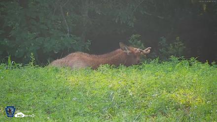Pennsylvania Elk Live Webcam - Aug 9, 2026, 6:05pm EDT