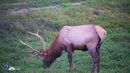 Pennsylvania Elk Live Webcam - Sep 8, 2026, 7:29pm EDT