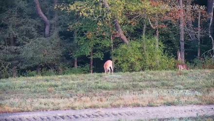 Pennsylvania Elk Live Webcam - Sep 10, 2025, 7:01am EDT