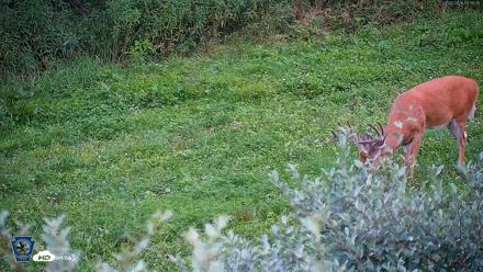 Pennsylvania Elk Live Webcam - Aug 5, 2026, 8:00pm EDT