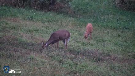 Pennsylvania Elk Live Webcam - Sep 28, 2026, 7:10pm EDT