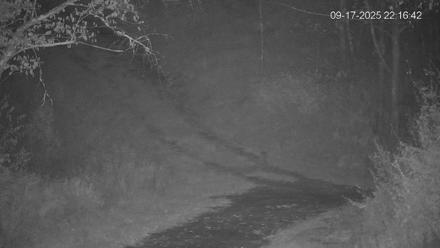 Pennsylvania Elk Live Webcam - Sep 17, 2025, 10:17pm EDT