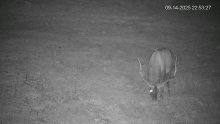Pennsylvania Elk Live Webcam - Sep 14, 2025, 10:54pm EDT