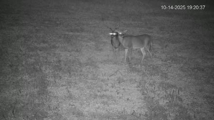 Pennsylvania Elk Live Webcam - Oct 14, 2025, 7:21pm EDT