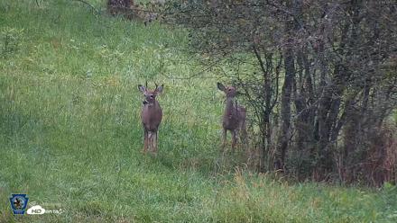 Pennsylvania Elk Live Webcam - Sep 28, 2026, 6:46pm EDT