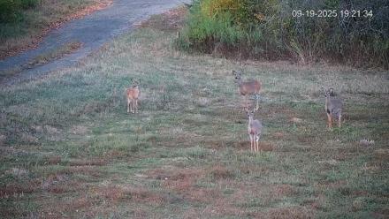Pennsylvania Elk Live Webcam - Sep 19, 2025, 7:22pm EDT