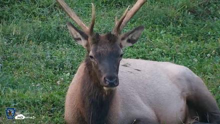Pennsylvania Elk Live Webcam - Sep 8, 2026, 7:42pm EDT