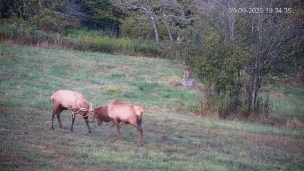 Pennsylvania Elk Live Webcam - Sep 9, 2025, 7:35pm EDT