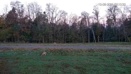 Pennsylvania Elk Live Webcam - Oct 6, 2025, 7:11am EDT