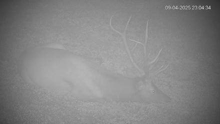 Pennsylvania Elk Live Webcam - Sep 4, 2025, 11:05pm EDT