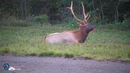 Pennsylvania Elk Live Webcam - Sep 9, 2026, 6:53pm EDT