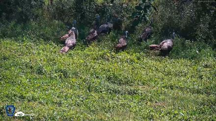 Pennsylvania Elk Live Webcam - Sep 7, 2026, 11:53am EDT