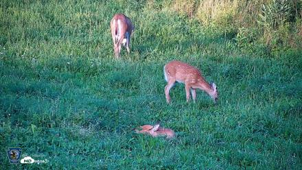 Pennsylvania Elk Live Webcam - Aug 21, 2026, 7:06pm EDT