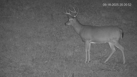 Pennsylvania Elk Live Webcam - Sep 18, 2025, 8:21pm EDT