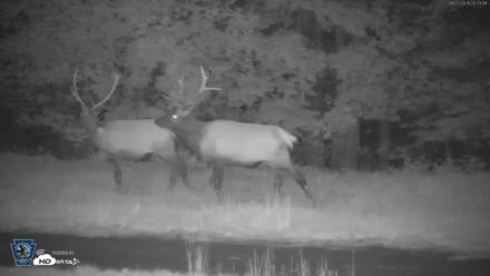 Pennsylvania Elk Live Webcam - Aug 27, 2026, 8:24pm EDT