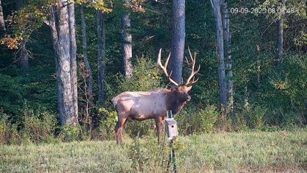 Pennsylvania Elk Live Webcam - Sep 9, 2025, 8:09am EDT