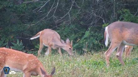 Pennsylvania Elk Live Webcam - Sep 8, 2026, 6:26pm EDT