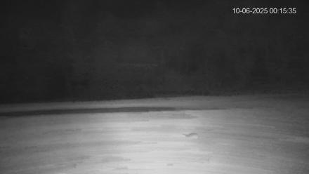 Pennsylvania Elk Live Webcam - Oct 6, 2025, 12:16am EDT