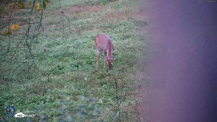 Pennsylvania Elk Live Webcam - Oct 2, 2026, 5:49pm EDT