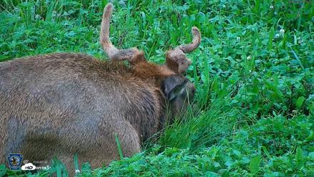Pennsylvania Elk Live Webcam - Aug 6, 2026, 7:59am EDT