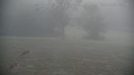 Pennsylvania Elk Live Webcam - Sep 8, 2025, 6:32am EDT