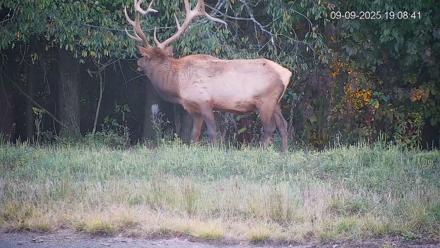 Pennsylvania Elk Live Webcam - Sep 9, 2025, 7:09pm EDT