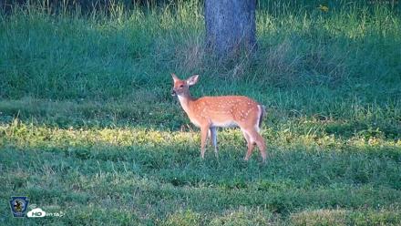 Pennsylvania Elk Live Webcam - Sep 5, 2026, 6:29pm EDT