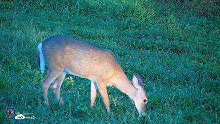 Pennsylvania Elk Live Webcam - Sep 5, 2026, 6:34pm EDT