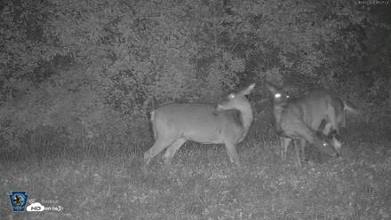 Pennsylvania Elk Live Webcam - Oct 3, 2026, 7:27pm EDT