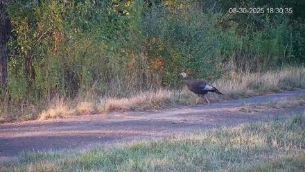 Pennsylvania Elk Live Webcam - Aug 30, 2025, 6:31pm EDT